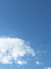 Xanthocephalus xanthocephalus