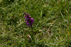 Orchis mascula