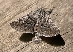 Pleromelloida conserta