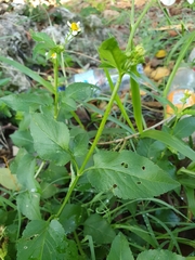 Bidens alba