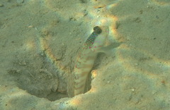 Cryptocentrus melanopus