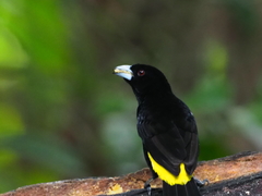 Ramphocelus flammigerus icteronotus