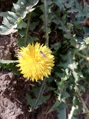Taraxacum officinale