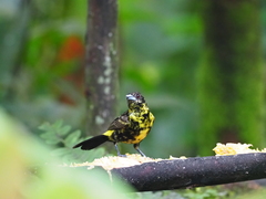 Ramphocelus flammigerus icteronotus