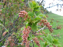 Ribes petraeum
