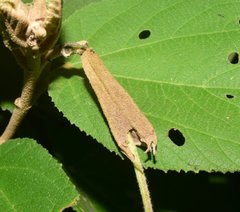 Helicteres baruensis