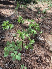 Actaea rubra neglecta