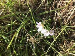 Oxalis dentata