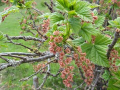 Ribes petraeum