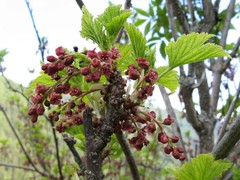 Ribes petraeum
