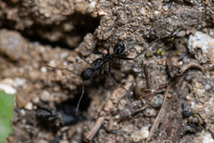 Aphaenogaster senilis