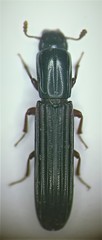 Colydium elongatum