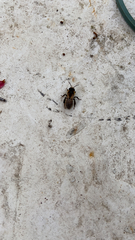 Hymenoptera