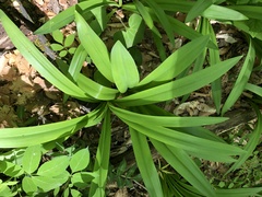 Hymenocallis occidentalis