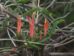 Clinacanthus nutans