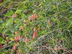 Clinacanthus nutans