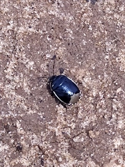 Canthophorus impressus