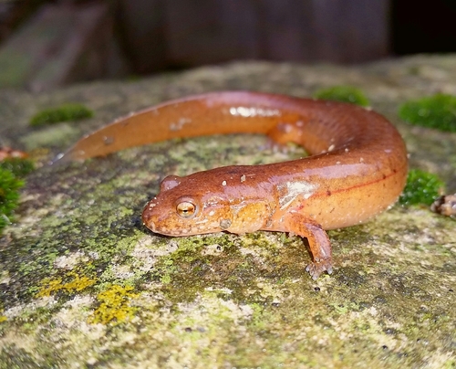 Spring Salamander