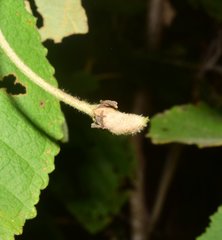 Helicteres baruensis