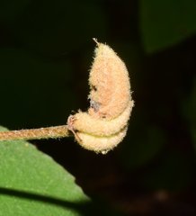 Helicteres baruensis