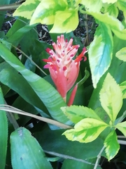 Billbergia pyramidalis