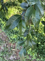Celtis mildbraedii