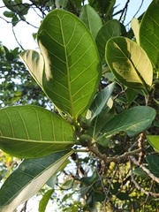 Ficus