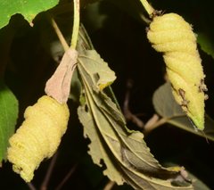 Helicteres baruensis