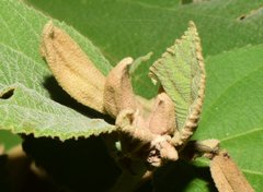 Helicteres baruensis