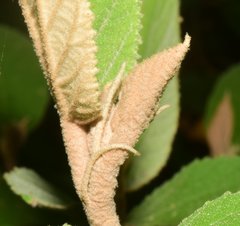 Helicteres baruensis