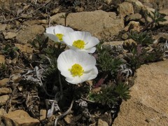 Ranunculus seguieri seguieri