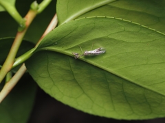 Necyla formosana