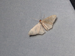 Lophophleps triangularis