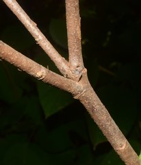 Helicteres baruensis