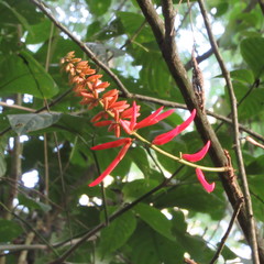 Erythrina rubrinervia