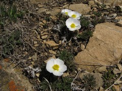 Ranunculus seguieri seguieri