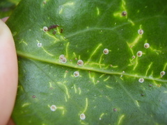 Chrysomphalus pinnulifer