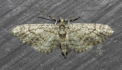 Eupithecia columbiata