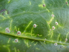 Chrysomphalus pinnulifer