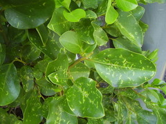 Chrysomphalus pinnulifer