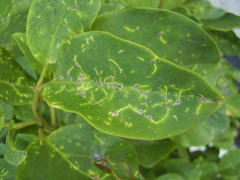 Chrysomphalus pinnulifer