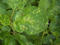 Chrysomphalus pinnulifer