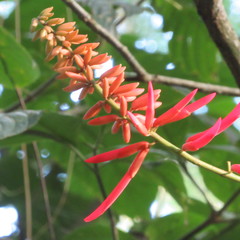 Erythrina rubrinervia