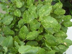 Chrysomphalus pinnulifer