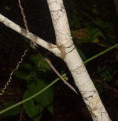 Helicteres baruensis