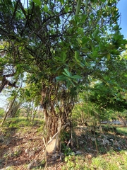 Ficus