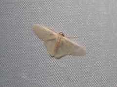 Lophophleps triangularis