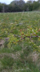 Crataegus monogyna