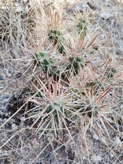 Cylindropuntieae
