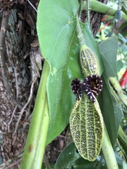 Piperales